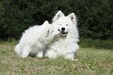 SAMOYEDE 054